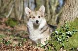 CORGI PEMBROKE 521